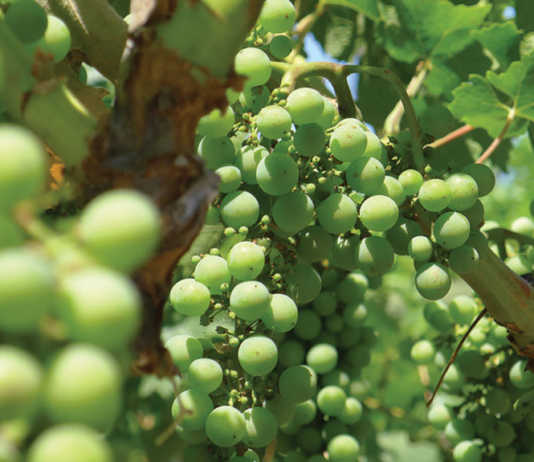 2016 crop statistics released for SLO County