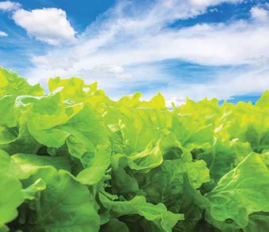 Monterey County crop values increase again in 2017