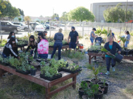 King City High students clear out greenhouses with plant sale