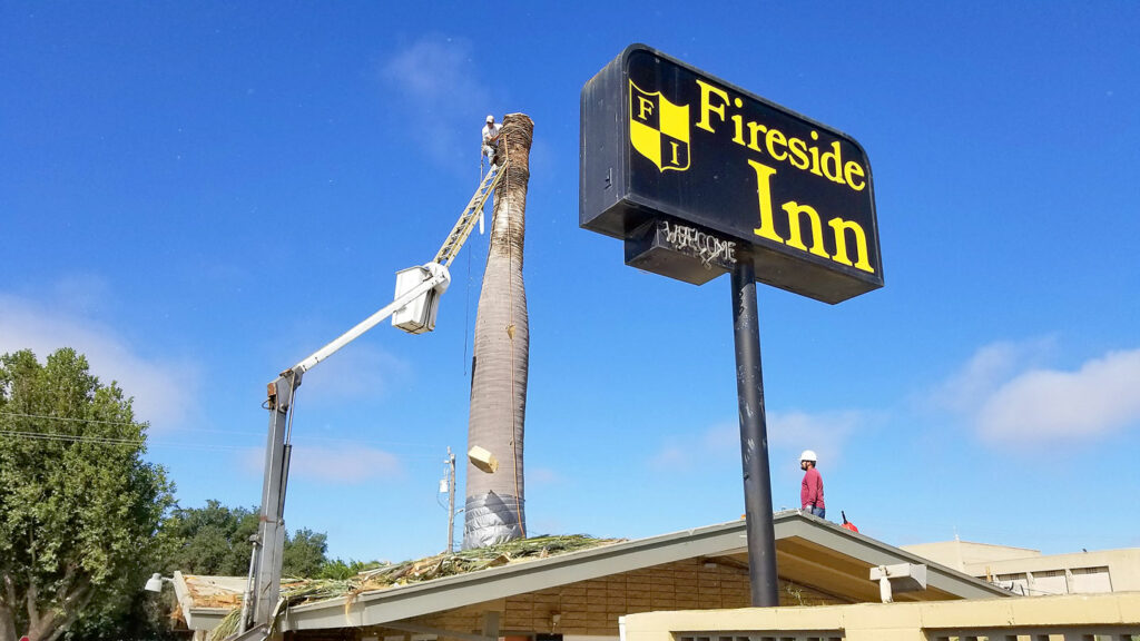 Historic palm tree in King City cut down for safety reasons The King