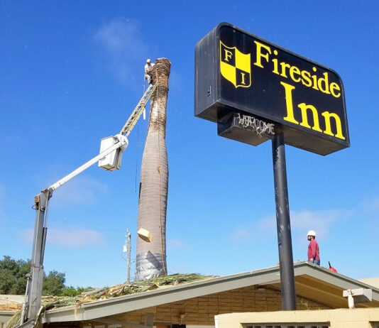 Historic palm tree in King City cut down for safety reasons