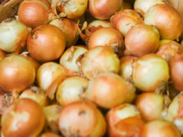 FDA recalls onions from California suppliers after salmonella outbreak