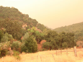 Smoke advisory issued for Salinas Valley as Dolan Fire grows to 111,000 acres