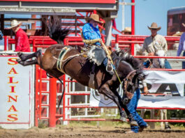 111th California Rodeo Salinas postponed until September