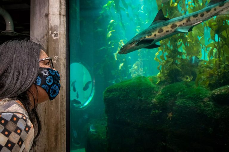 Monterey Bay Aquarium to reopen May 15 after 13-month closure