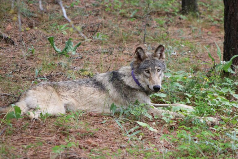 Gray wolf spotted in Monterey County