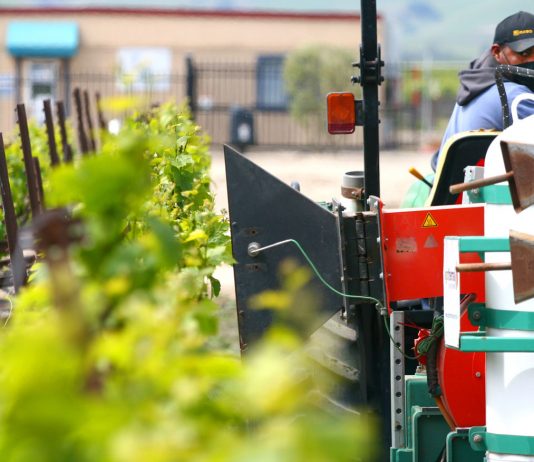 Scheid Vineyards shows off herbicide-free environment