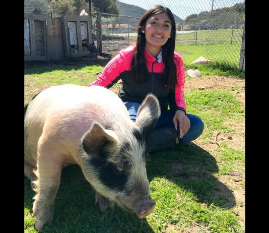 Youth ready for Salinas Valley Fairās online livestock auction