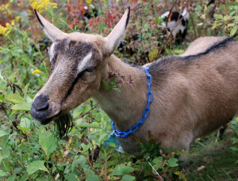 Goats return to help with wildfire prevention in Monterey County