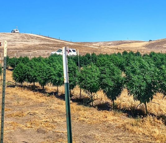 Enforcement efforts continue against unlicensed cannabis cultivators in Monterey County