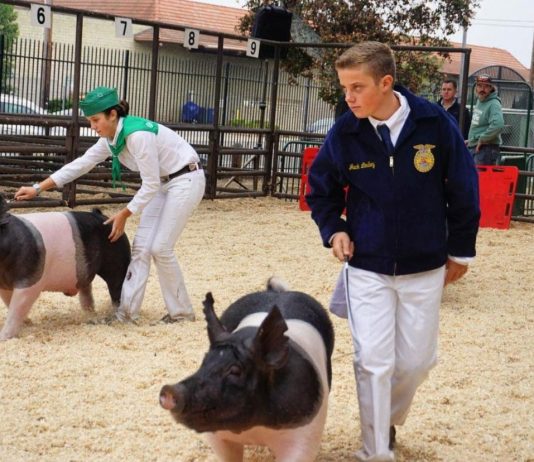 Monterey County Fair Junior Livestock Auction returns with in-person show Saturday