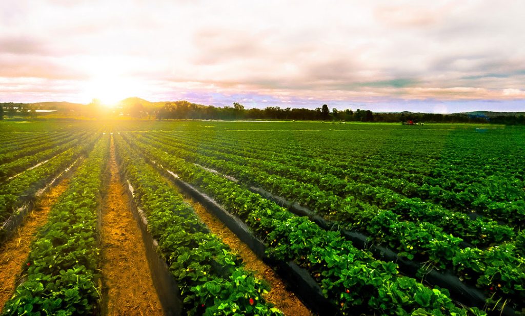 Monterey County crops decline in value after pandemic and fires The