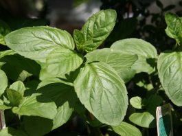 King City teacher seeks funds to build school garden