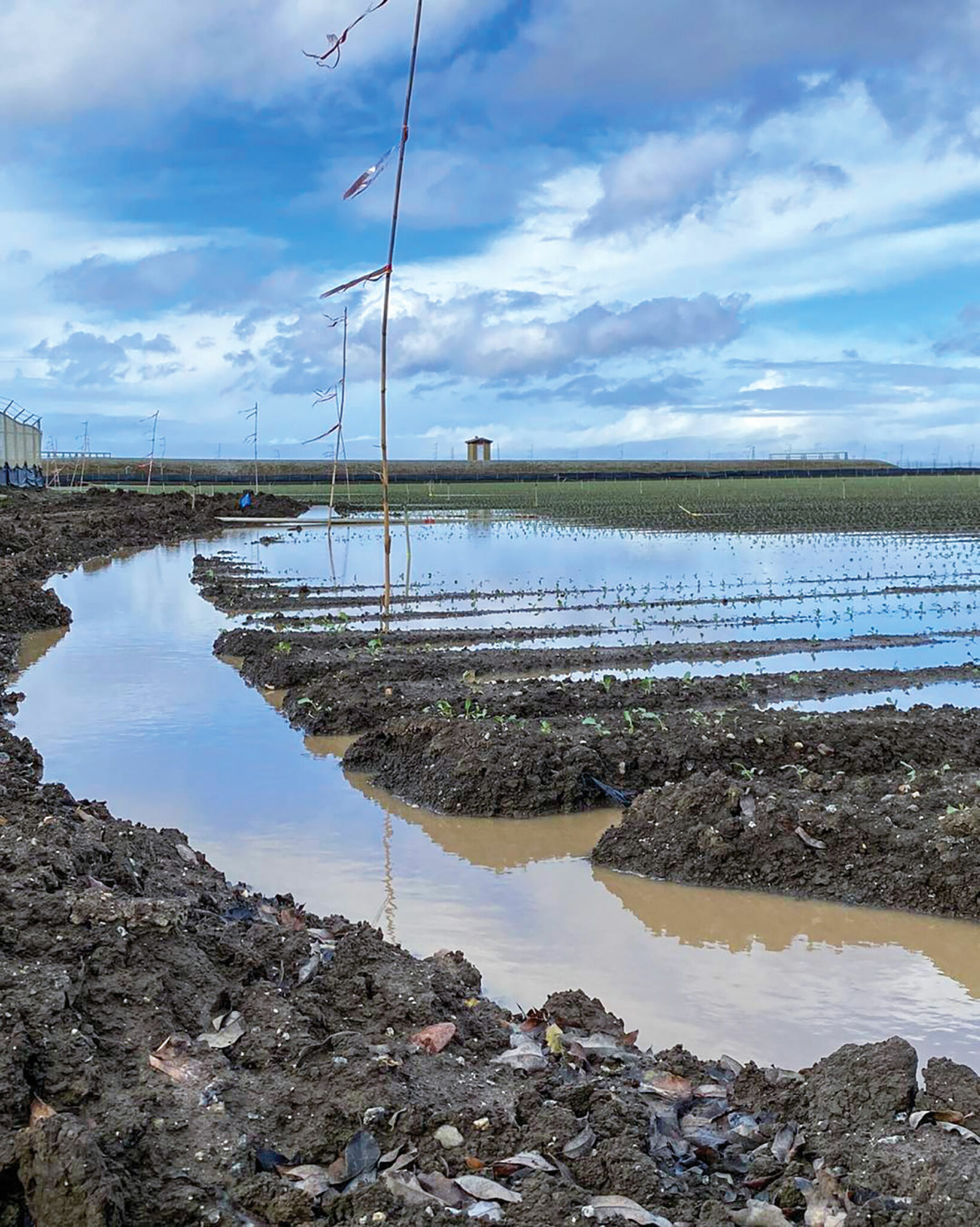 Farmers suffer losses as Salinas Valley fields flood The King City