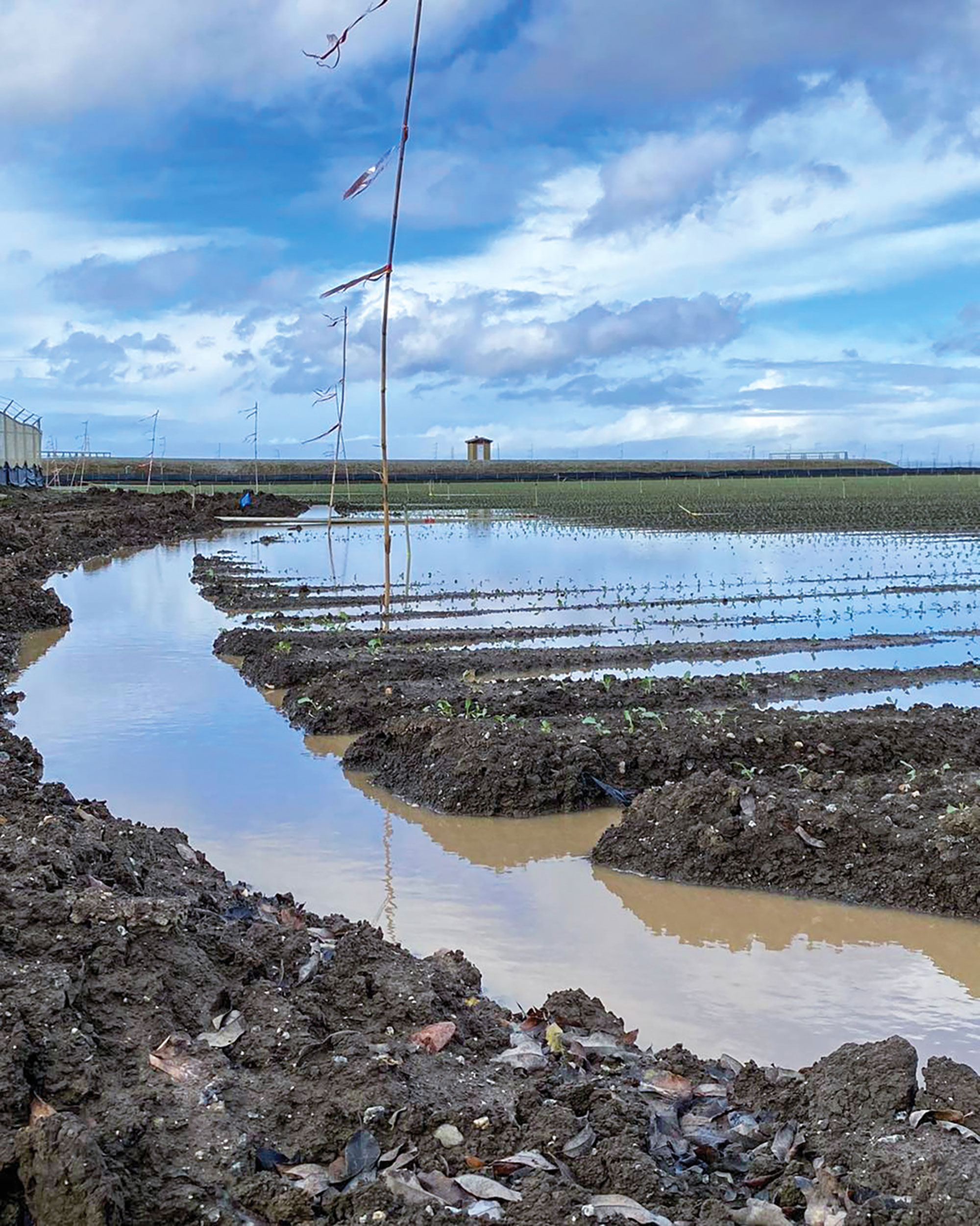 Farmers suffer losses as Salinas Valley fields flood | The King City ...