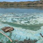 Image for display with article titled Algae Blooms Occurring at Lake San Antonio