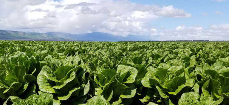 Monterey County’s 2022 Crop Report reveals strength in lettuce industry, weakness in cannabis production