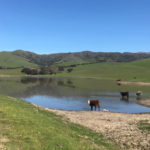 Image for display with article titled California family secures 140-year ranching legacy by conserving their ranch near Gabilan Range