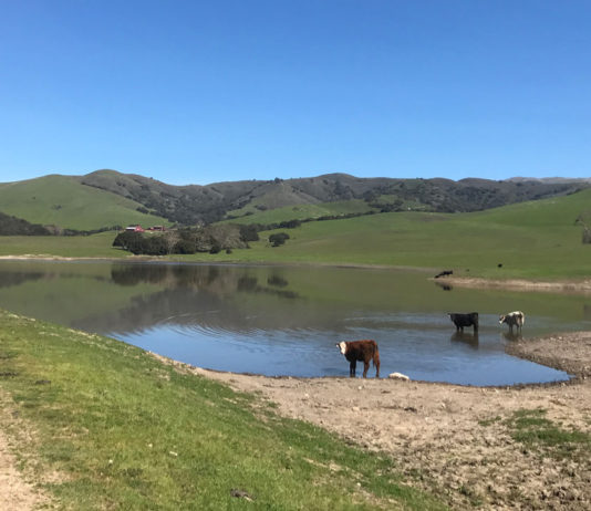 Silacci Ranch