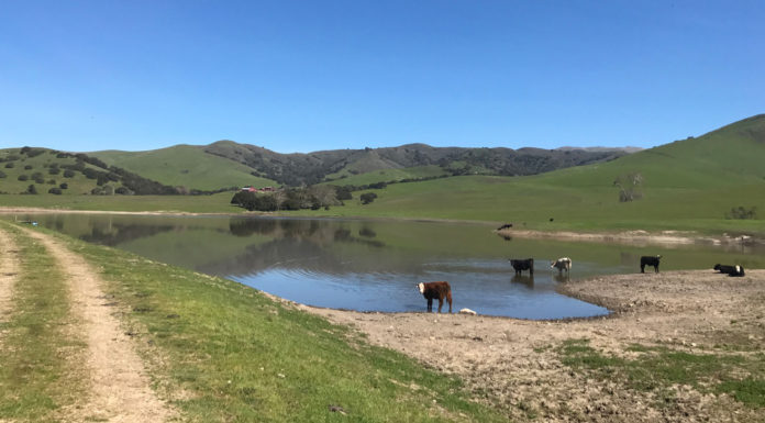 Silacci Ranch