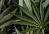 Cannabis marijuana