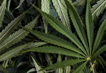 Cannabis marijuana