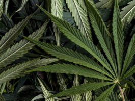 Cannabis marijuana
