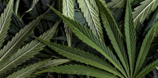 Cannabis marijuana