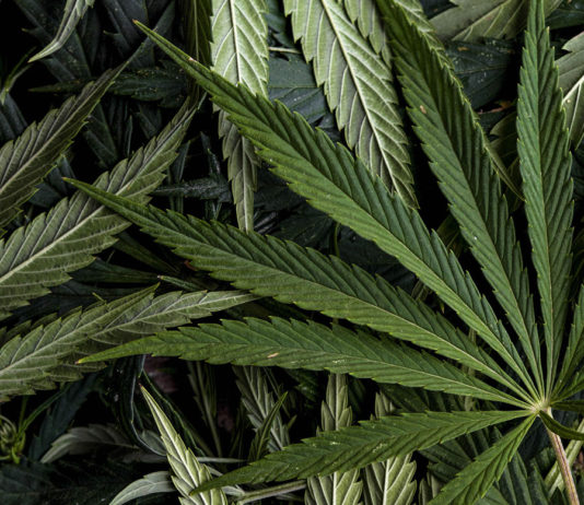 Cannabis marijuana