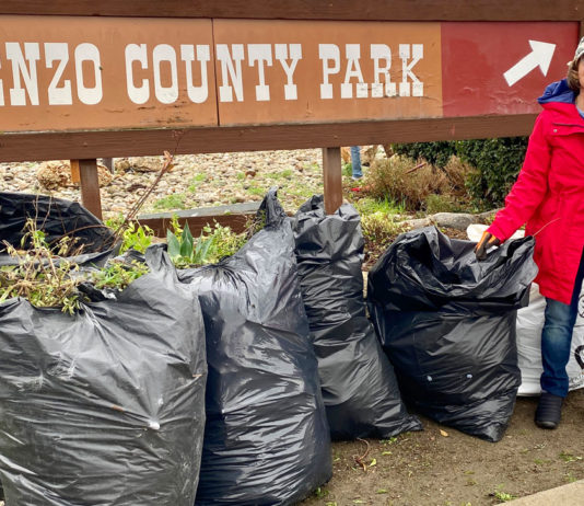 King City in Bloom cleanup