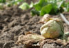 Salinas Valley lettuce