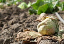 Salinas Valley lettuce