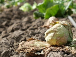 Salinas Valley lettuce