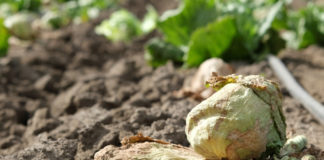 Salinas Valley lettuce