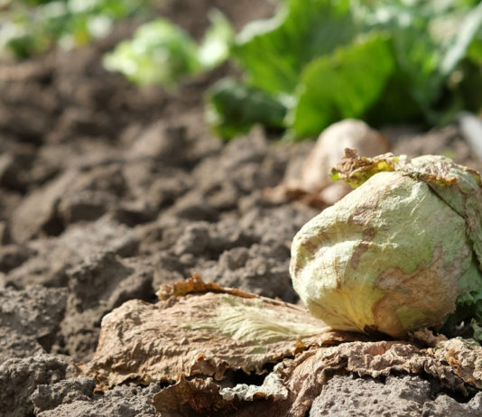 Salinas Valley lettuce