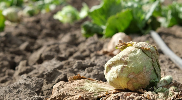 Salinas Valley lettuce