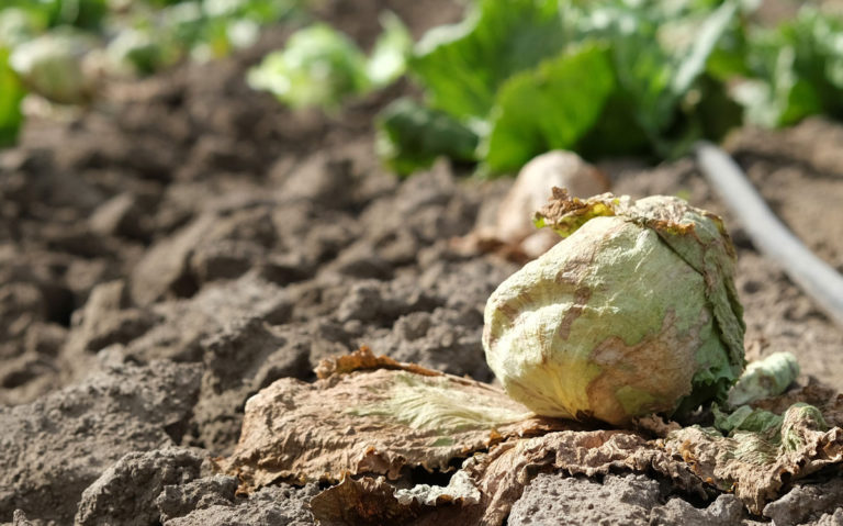 Salinas Valley lettuce