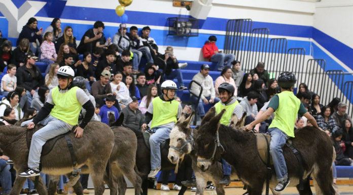 Donkey basketball