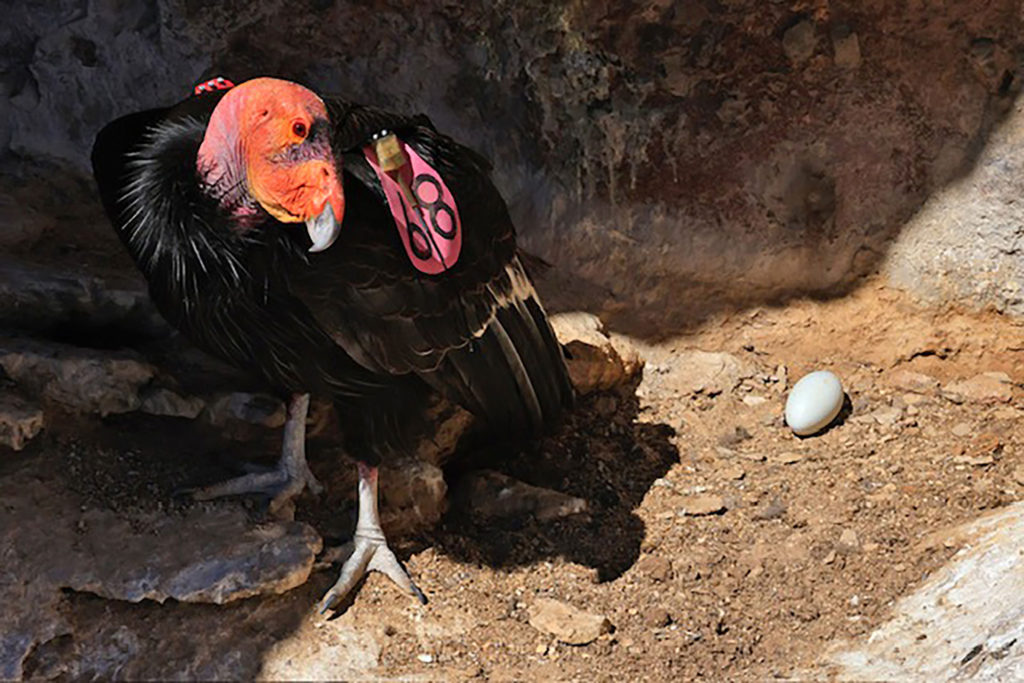 Image for display with article titled Condors Lay First Egg of Year at Pinnacles National Park