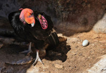 Pinnacles National Park condor egg