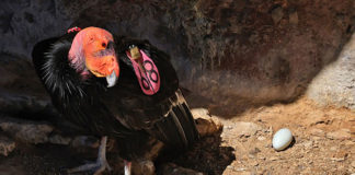 Pinnacles National Park condor egg