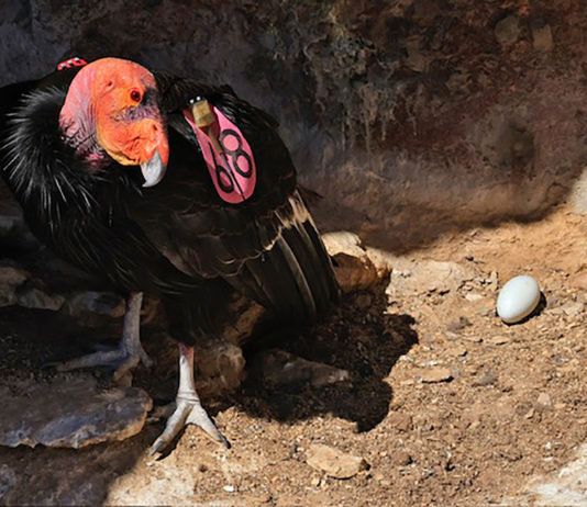 Pinnacles National Park condor egg