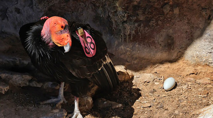 Pinnacles National Park condor egg