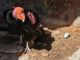 Pinnacles National Park condor egg
