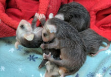 SPCA opossum babies