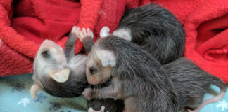 SPCA opossum babies