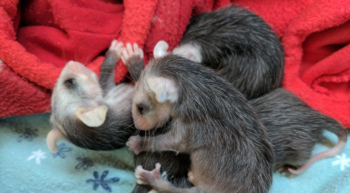 SPCA opossum babies
