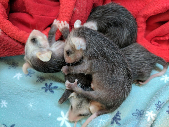 SPCA opossum babies