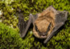 Bat