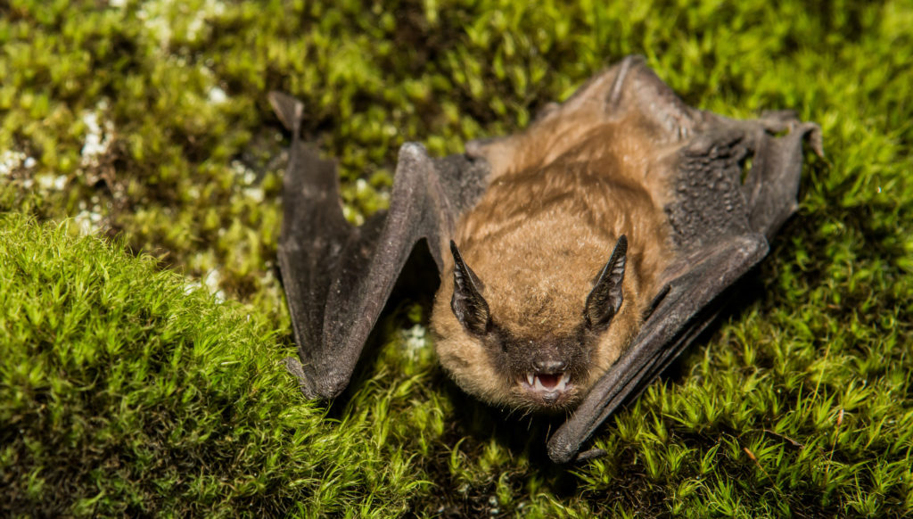 Image for display with article titled Bat Tests Positive for Rabies in Toro Park